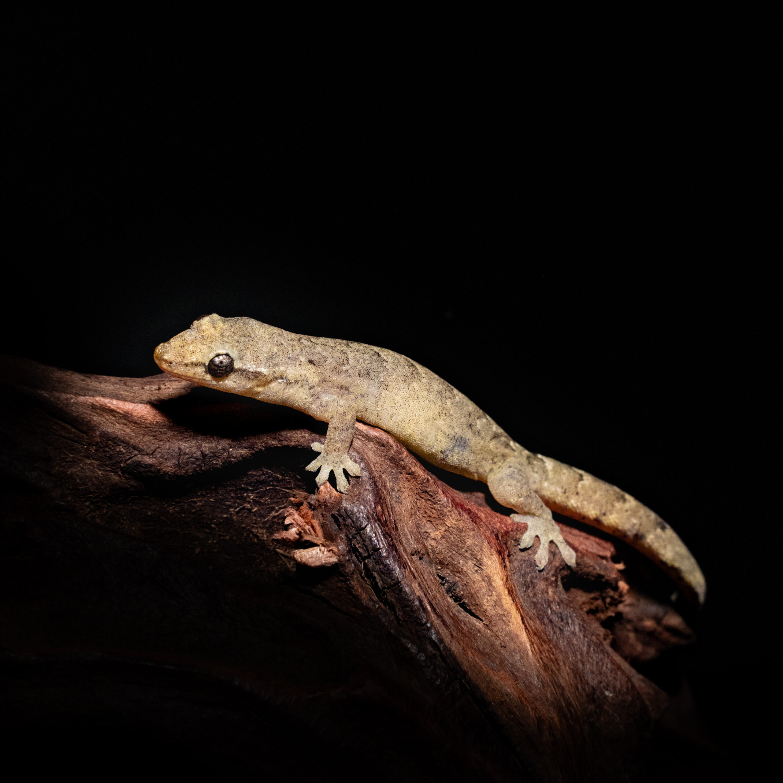 Lepidodactylus lugubris