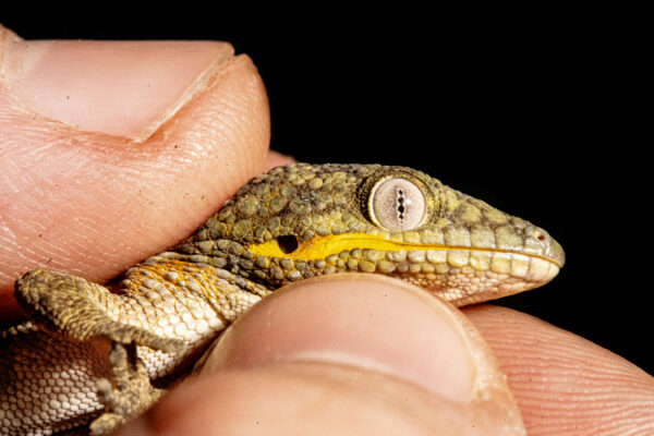 Eurydactylodes agricolae mouth slit