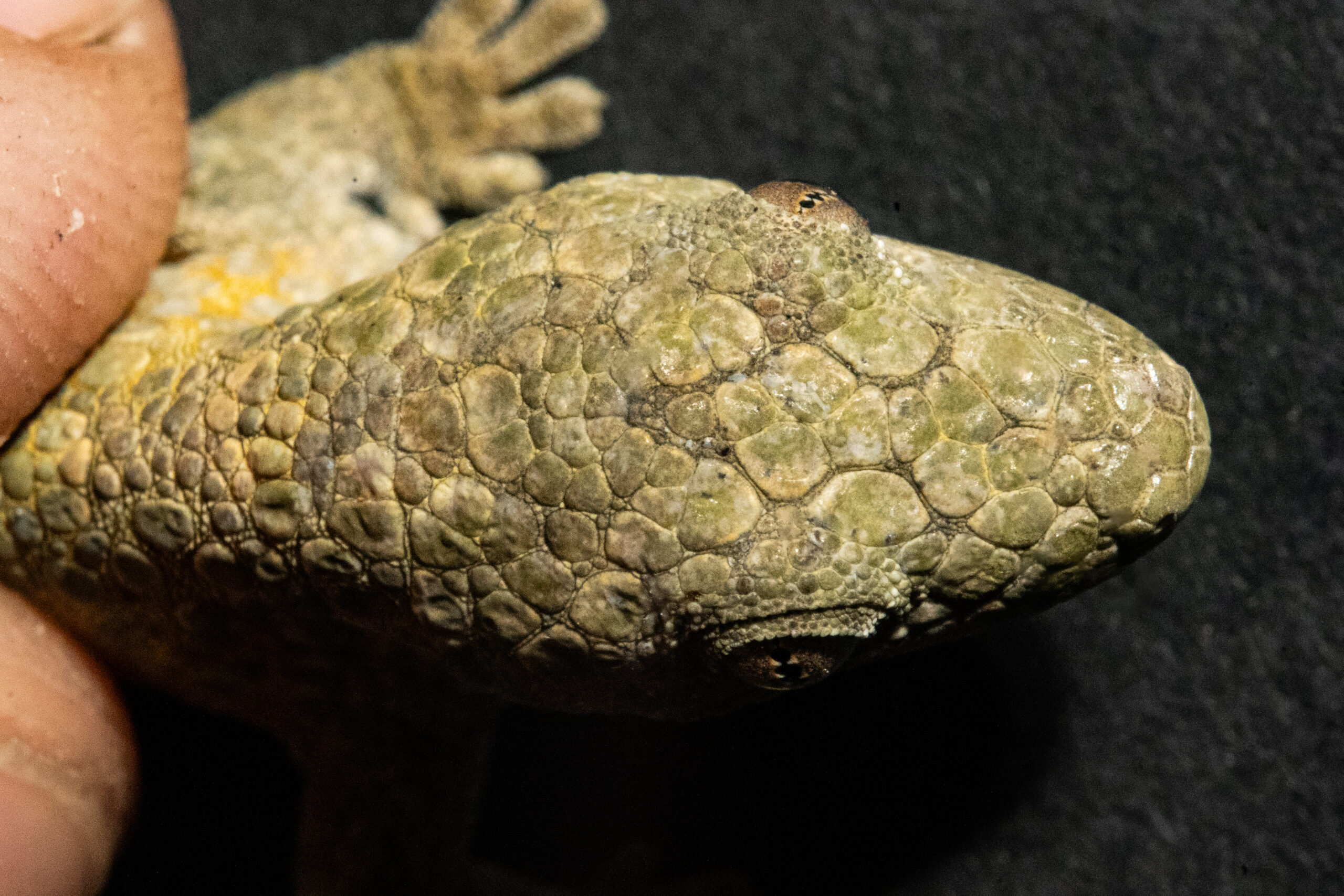 Eurydactylodes occidentalis head scales