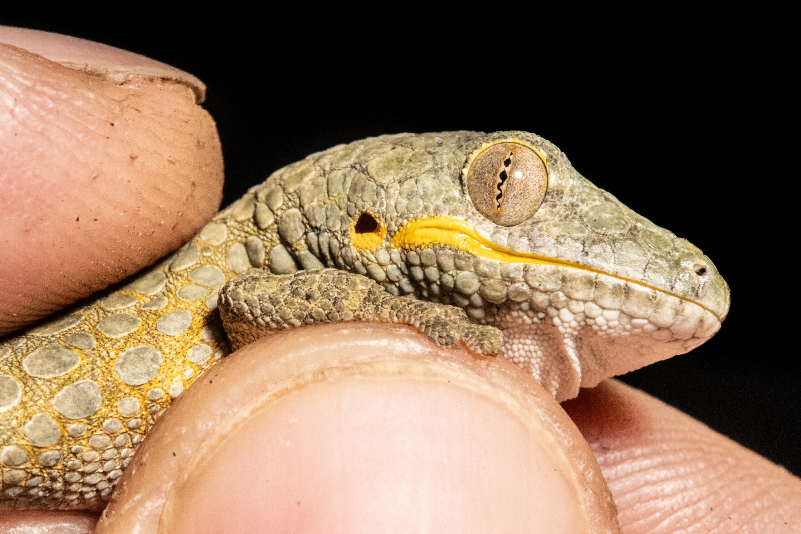 Eurydactylodes occidentalis mouth slit