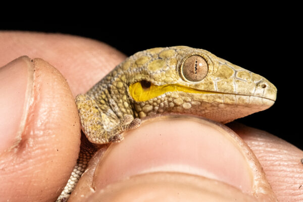 Eurydactylodes symmetricus mouth slit