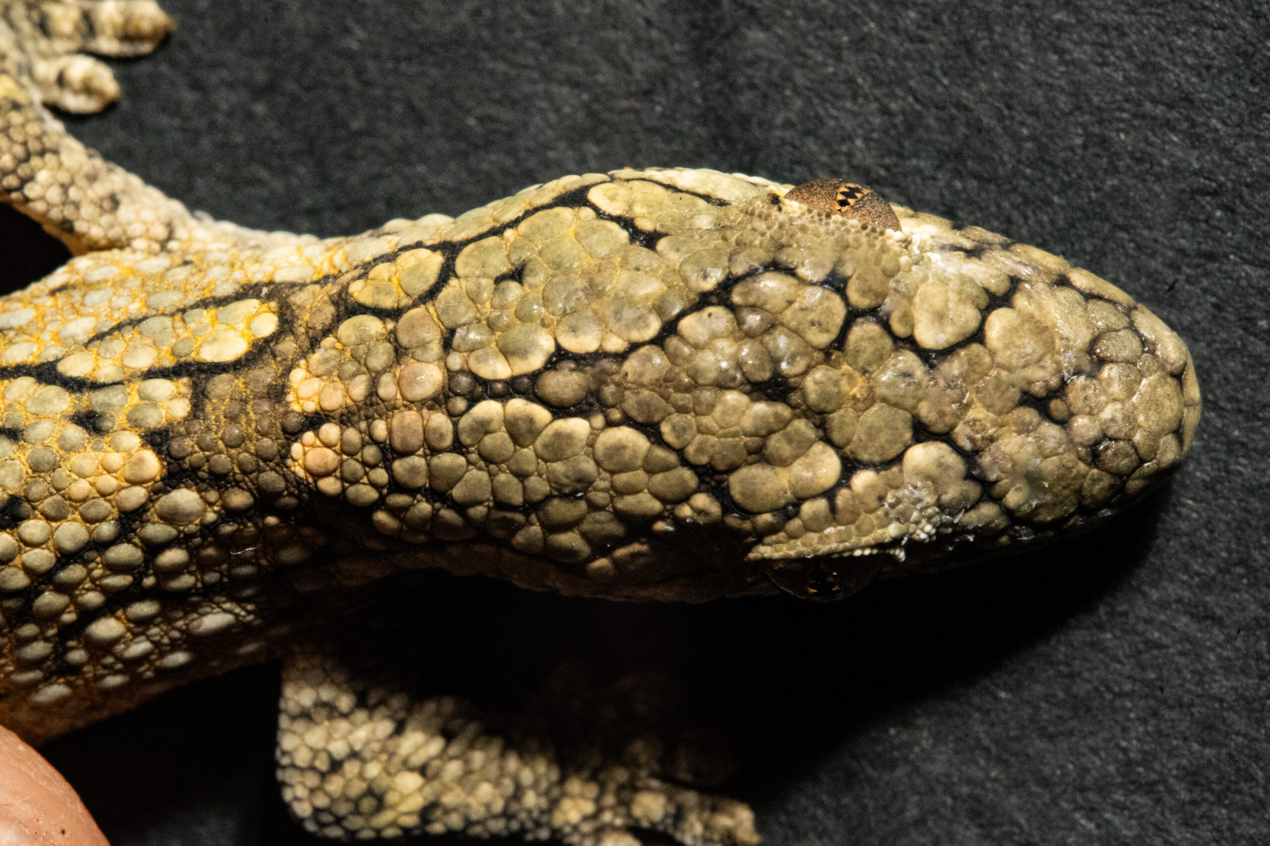 Eurydactylodes vieillardi head scales