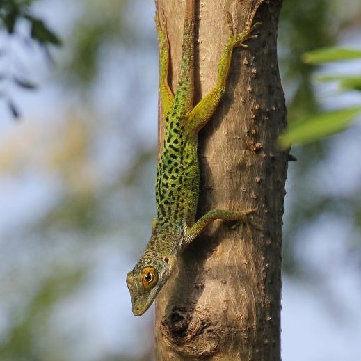 Anolis leachii 2