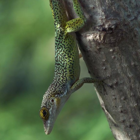 Anolis leachii