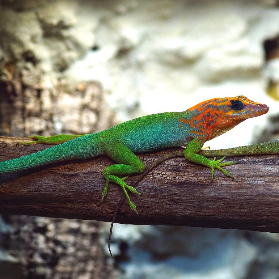 Anolis marmoratus marmoratus