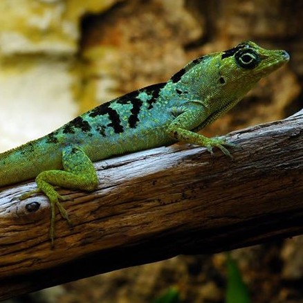 Anolis roquet salinei 1