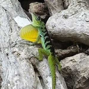 Anolis roquet salinei 2