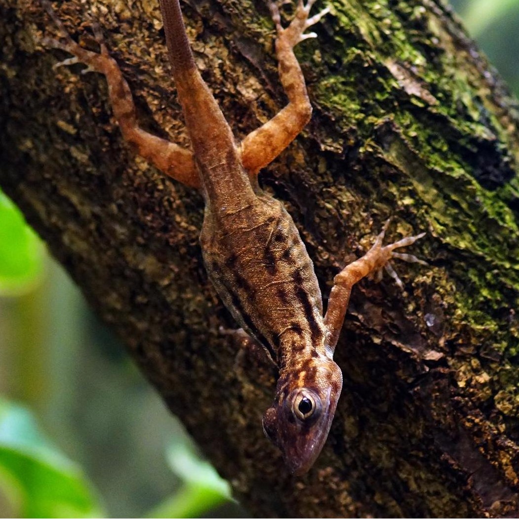 Anolis sabanus 2