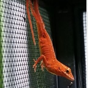 Anolis sagrei red