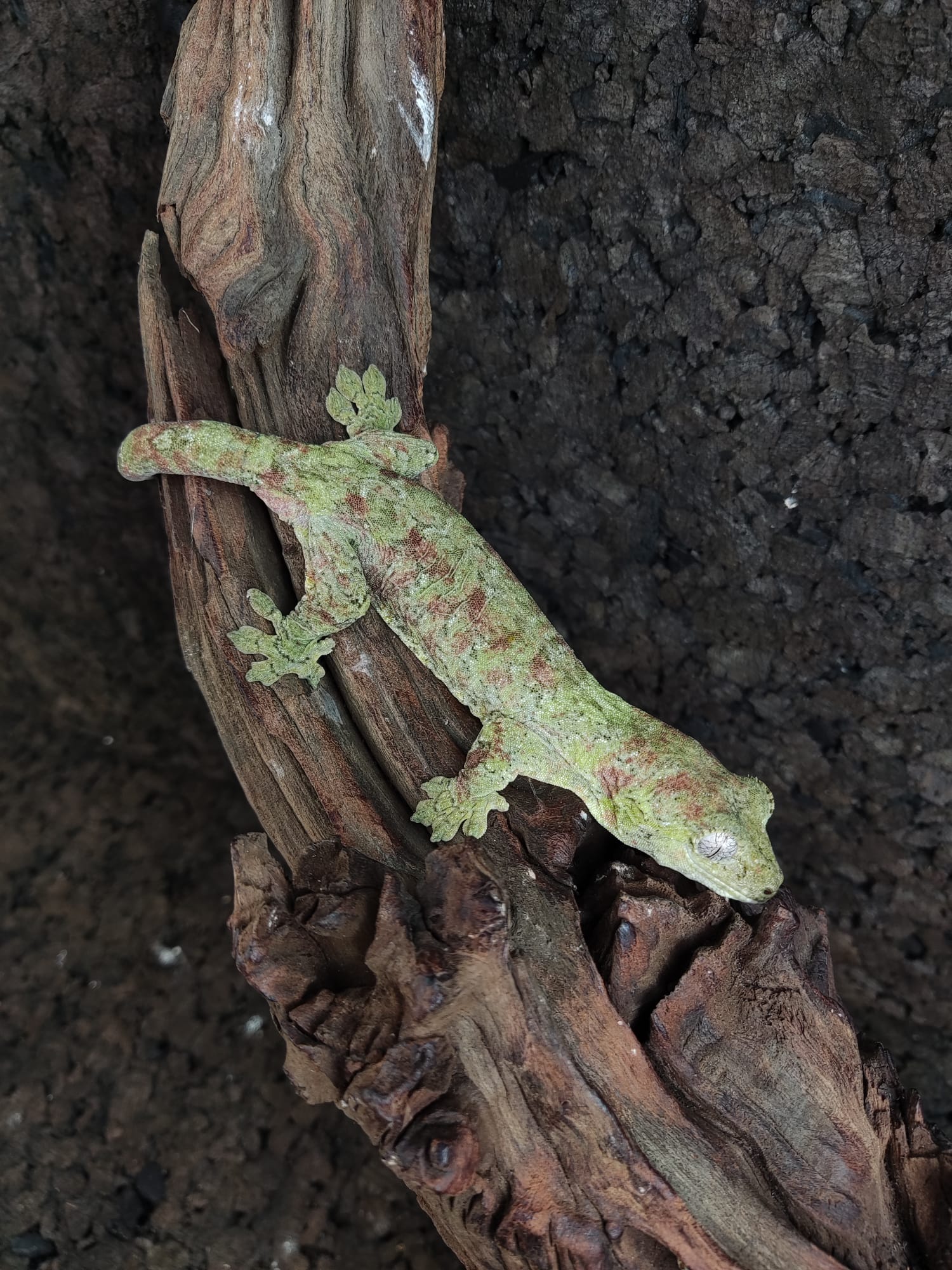 Mniarogekko chahoua 1.1 1