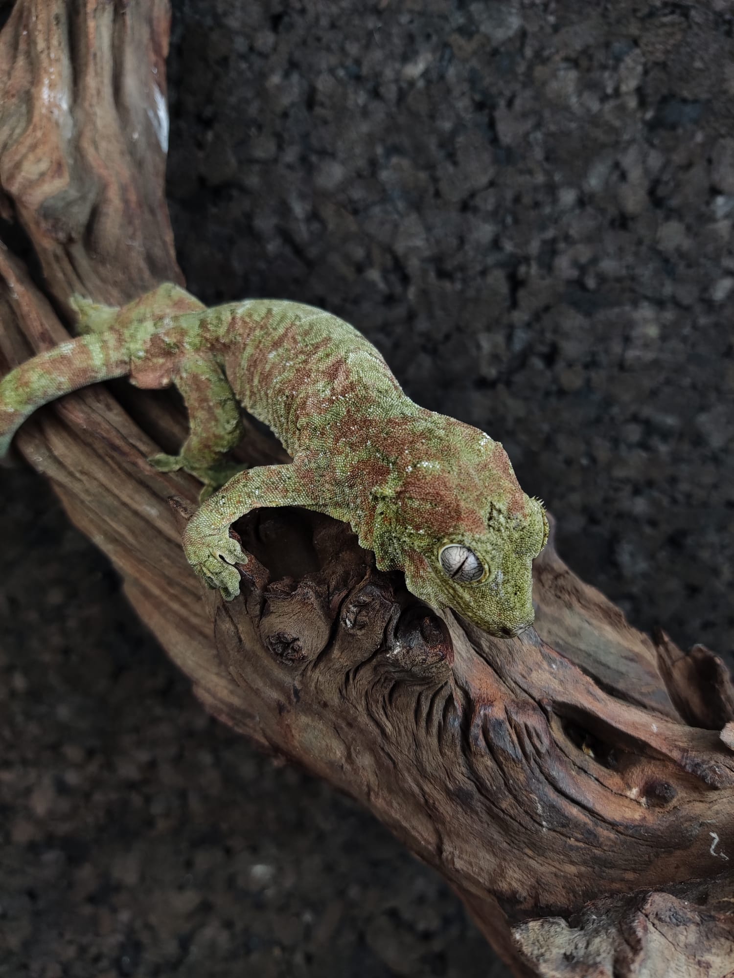 Mniarogekko chahoua 1.1 2