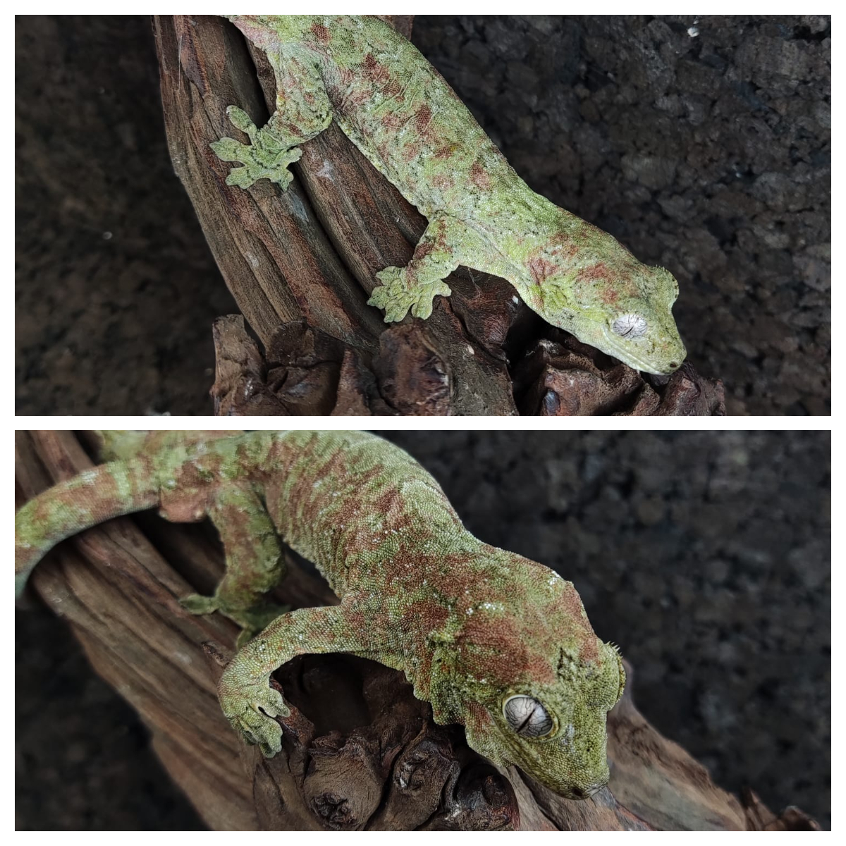 Mniarogekko chahoua 1.1 3