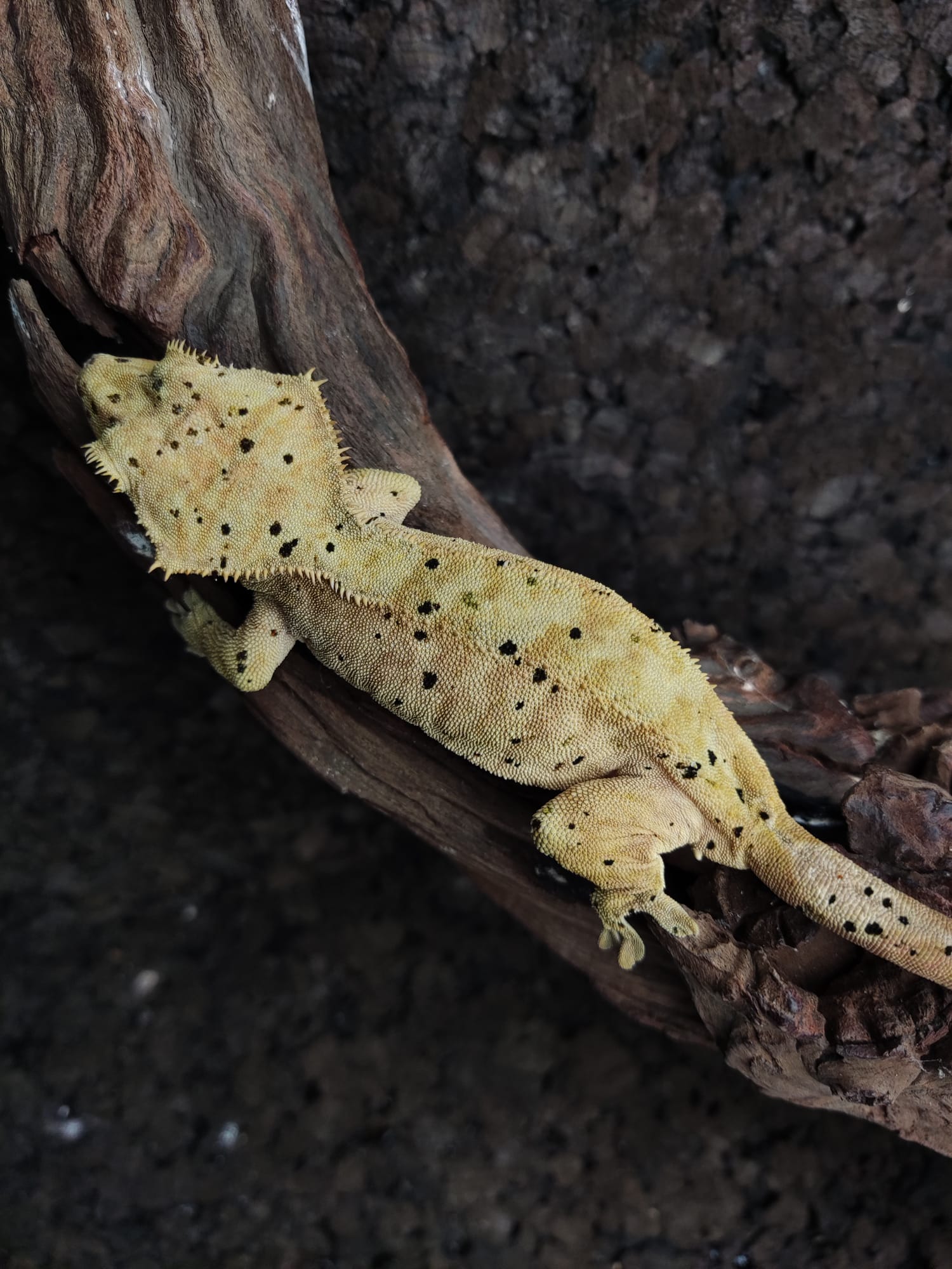 Overthemoon x kiwi h