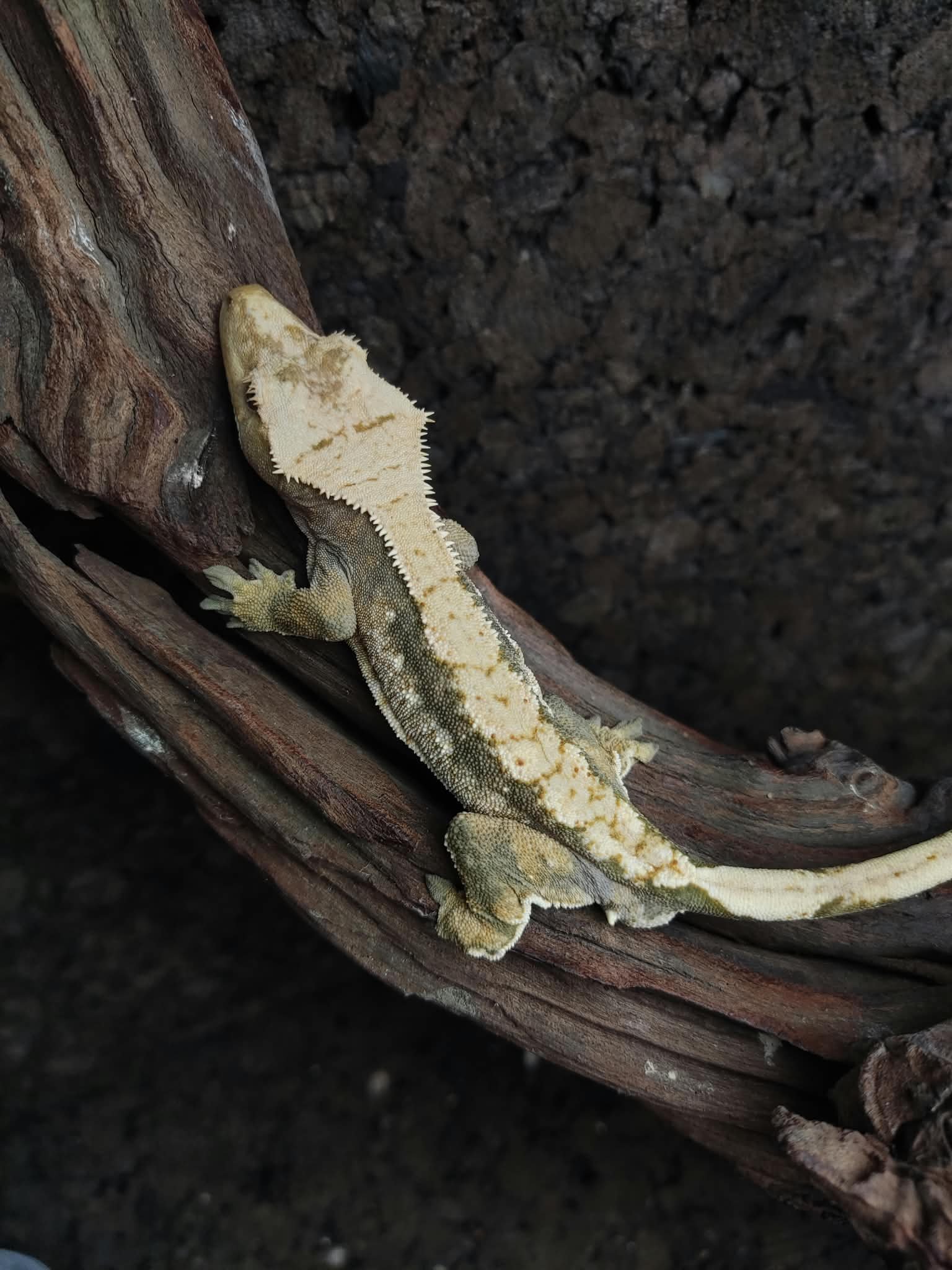 LONY071125A M