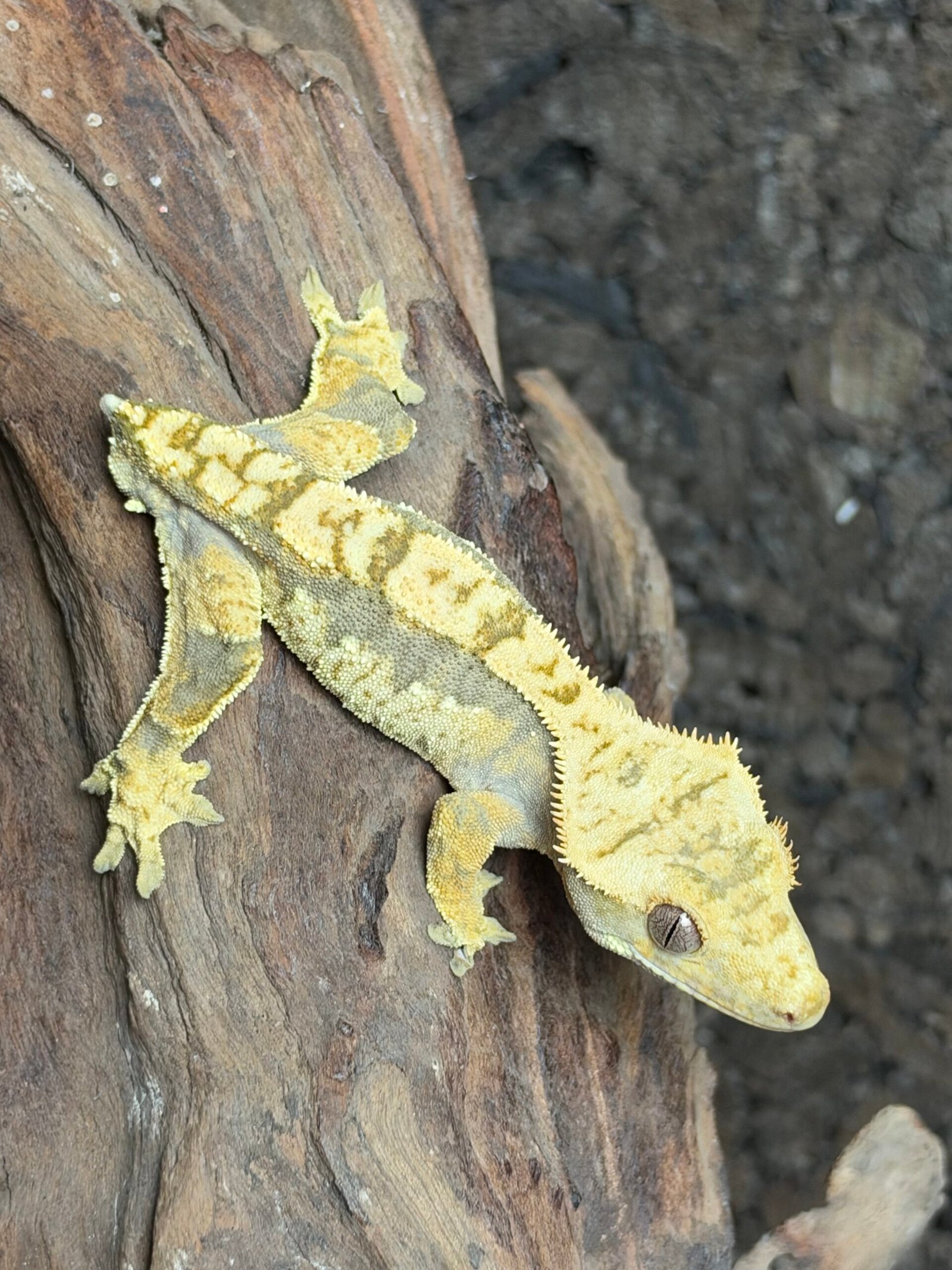 LONY020326A 1.0 HARLEQUIN